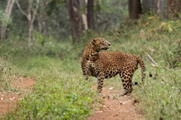  Breaking News to Cutting Edge Science: Understanding Leopard Populations in Human Landscapes